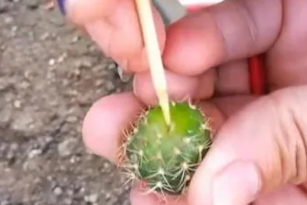 龙王球如何才能生小球，养殖时要让植株接受充足的光照