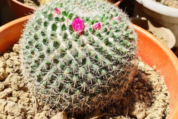 龙王球如何才能生小球，养殖时要让植株接受充足的光照