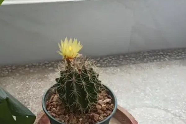 龙王球如何才能生小球，养殖时要让植株接受充足的光照