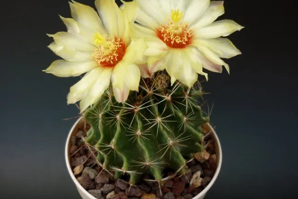 龙王球如何才能生小球，养殖时要让植株接受充足的光照