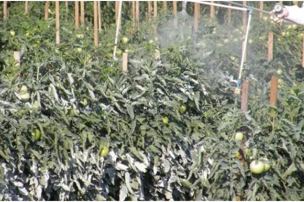 西红柿的常见病害及防治方法,常见的有早疫病、晚疫病等