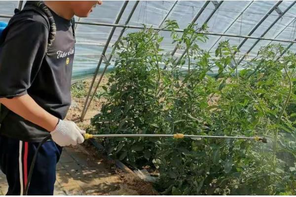 西红柿的常见病害及防治方法,常见的有早疫病、晚疫病等