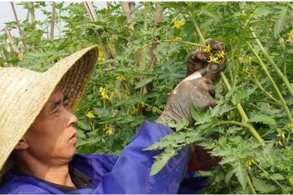 西红柿的常见病害及防治方法,常见的有早疫病、晚疫病等