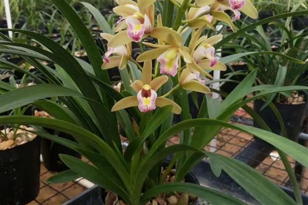 墨兰花剑上为什么有水珠，属于正常现象