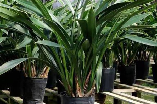 墨兰花剑上为什么有水珠，属于正常现象