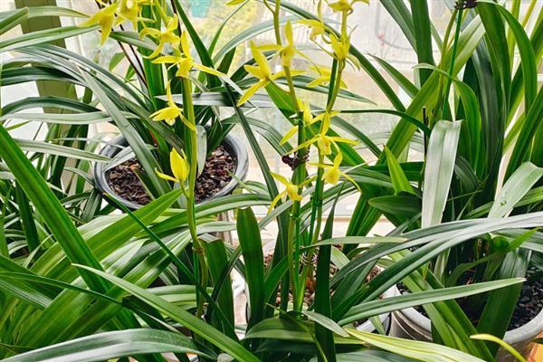 墨兰花剑上为什么有水珠，属于正常现象