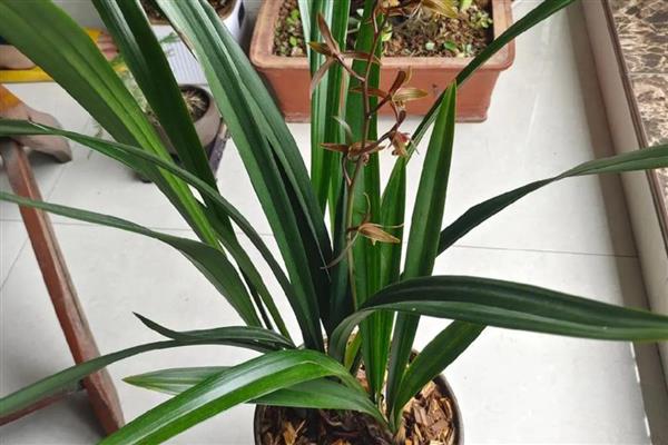 墨兰花剑上为什么有水珠，属于正常现象