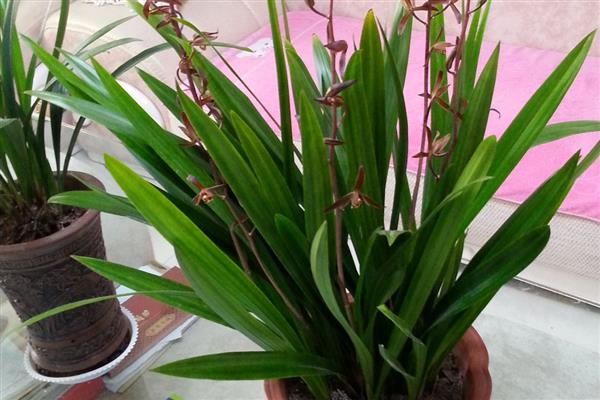 墨兰花剑上为什么有水珠，属于正常现象