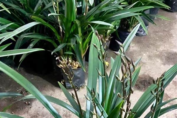 墨兰花剑上为什么有水珠，属于正常现象