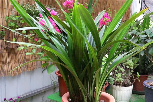 墨兰花剑上为什么有水珠，属于正常现象