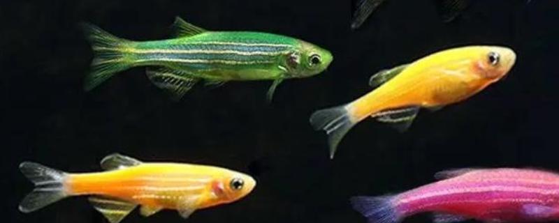 斑马鱼会不会咬其它鱼，性格温和一般不会攻击其它鱼类