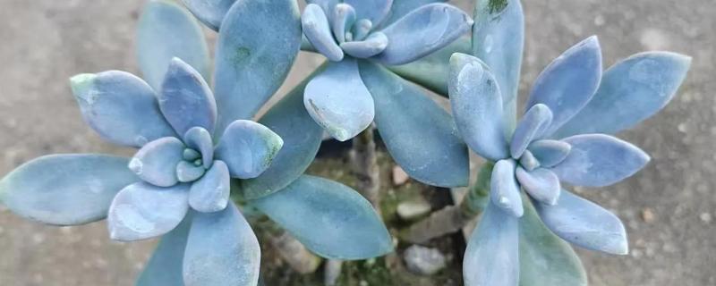 冬美人与白美人的区别，外形和颜色均不同