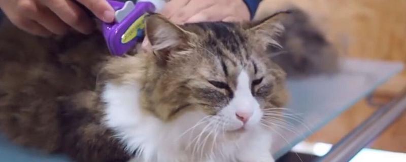猫咪如何美毛，可以多晒太阳