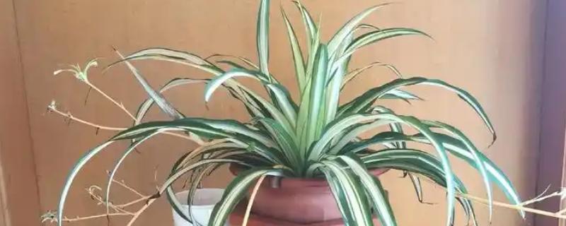 吊兰换完土要立即浇水吗，无需立即浇水