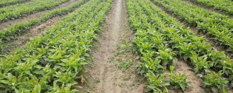 莴苣的产地，在地中海沿岸栽培普遍