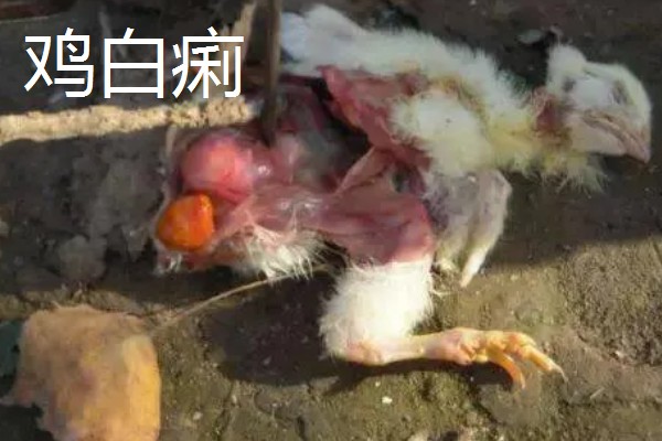 养鸡常见的病，有鸡白痢、鸡新城疫等