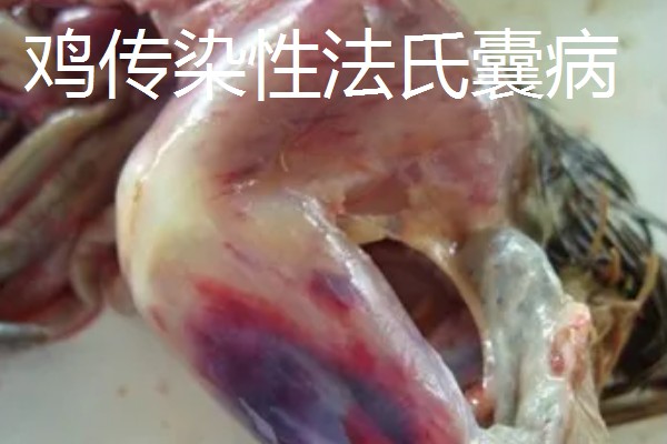 养鸡常见的病，有鸡白痢、鸡新城疫等