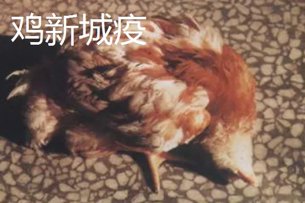 养鸡常见的病，有鸡白痢、鸡新城疫等