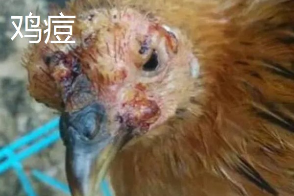 养鸡常见的病，有鸡白痢、鸡新城疫等
