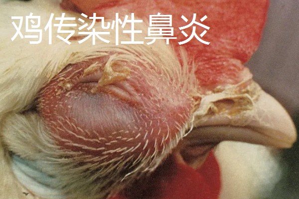 养鸡常见的病，有鸡白痢、鸡新城疫等