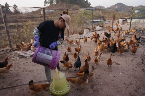 养鸡常见的病，有鸡白痢、鸡新城疫等