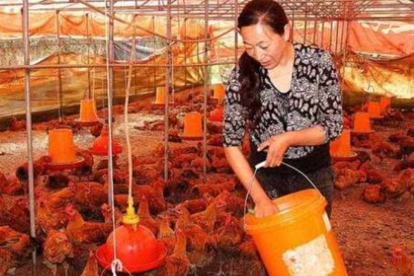 养鸡常见的病，有鸡白痢、鸡新城疫等