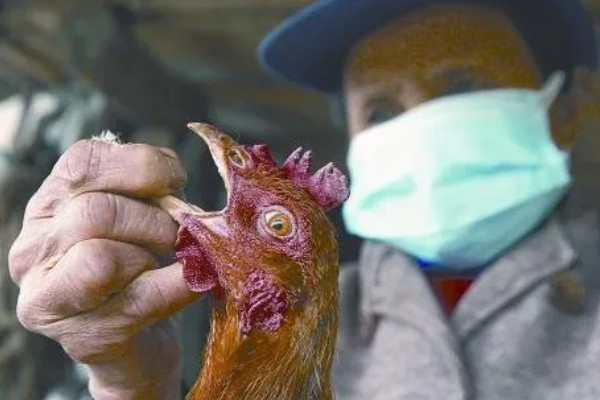 养鸡常见的病，有鸡白痢、鸡新城疫等
