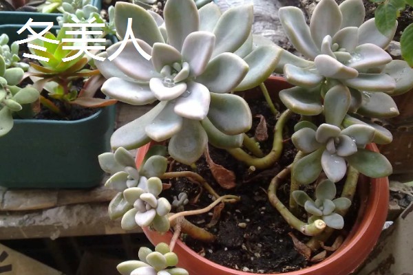 冬美人与白美人的区别，外形和颜色均不同