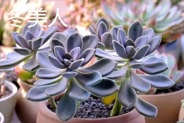 冬美人与白美人的区别，外形和颜色均不同