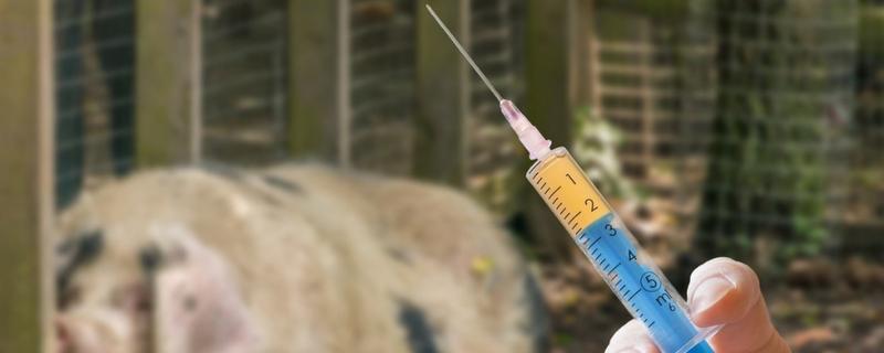 猪流感打什么针，肌肉注射百尔定