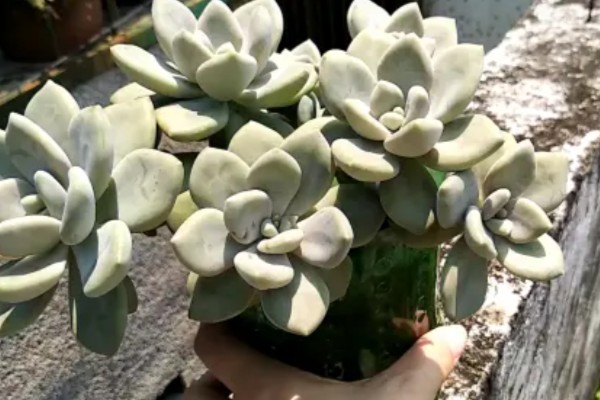 冬美人与白美人的区别，外形和颜色均不同