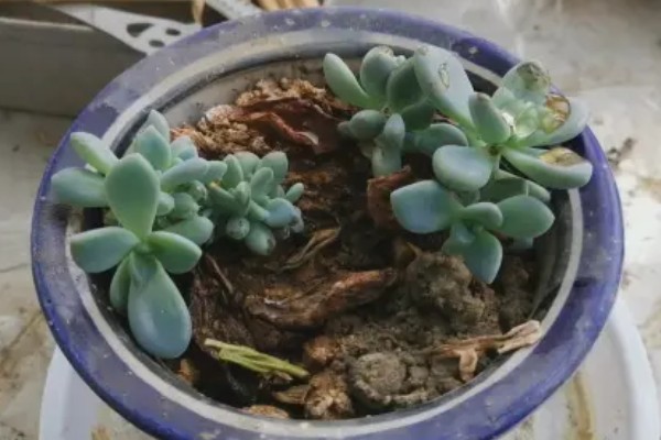 冬美人与白美人的区别，外形和颜色均不同