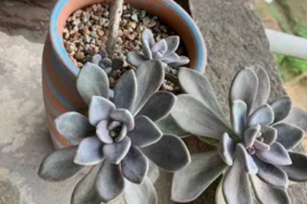 冬美人与白美人的区别，外形和颜色均不同