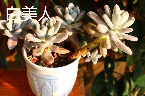 冬美人与白美人的区别，外形和颜色均不同