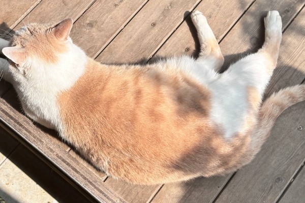 猫咪如何美毛,可以多晒太阳