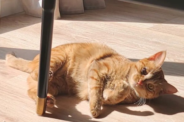猫咪如何美毛,可以多晒太阳