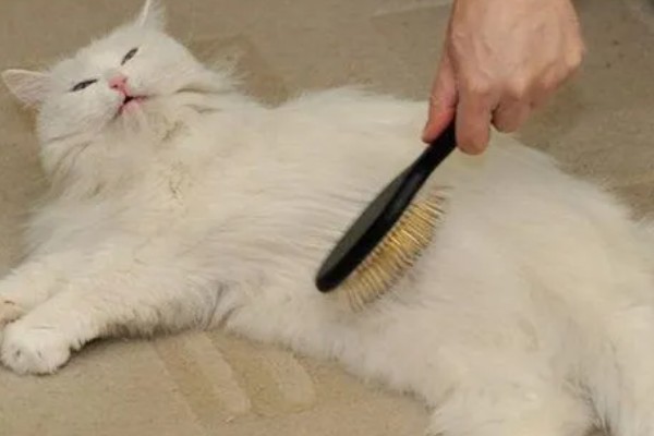 猫咪如何美毛,可以多晒太阳
