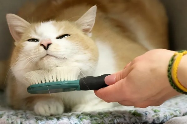 猫咪如何美毛,可以多晒太阳