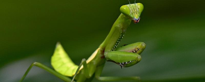 螳螂是不是益虫，螳螂是著名的农林业益虫