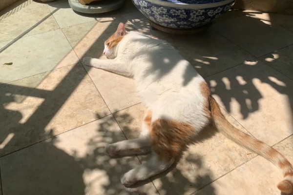 猫咪如何美毛,可以多晒太阳