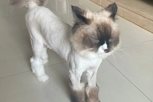 猫咪如何美毛,可以多晒太阳