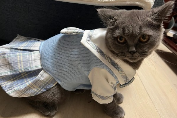 猫咪如何美毛,可以多晒太阳