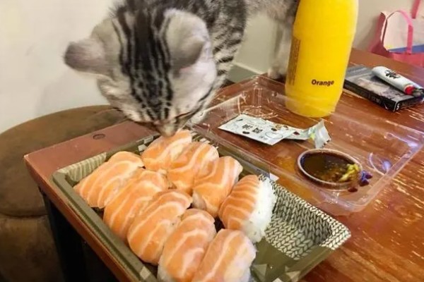 猫咪如何美毛,可以多晒太阳