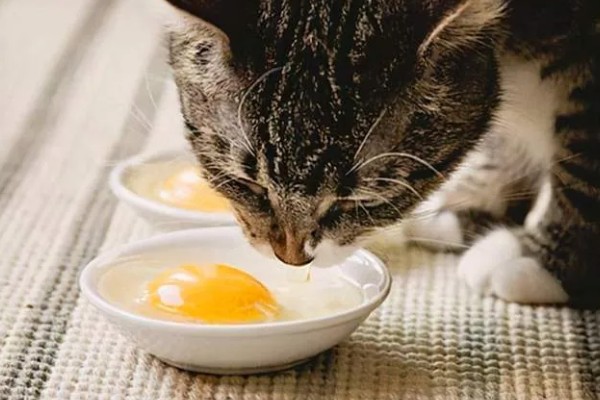 猫咪如何美毛,可以多晒太阳