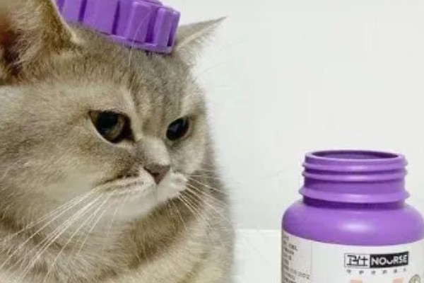 猫咪如何美毛,可以多晒太阳
