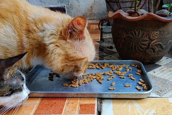 猫咪如何美毛,可以多晒太阳