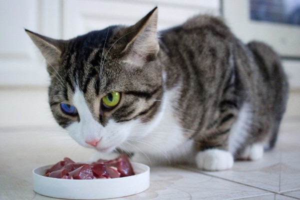 猫咪如何美毛,可以多晒太阳