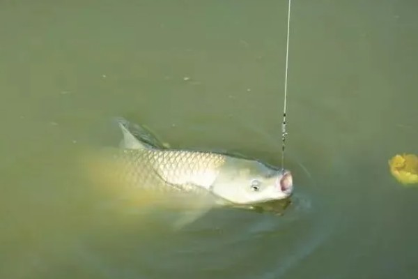 钓草鱼用几号几号线和鱼钩，一般用5号主线、4号子线