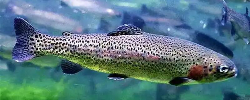 三文鱼与大马哈鱼是一样的吗，二者不是同一种鱼