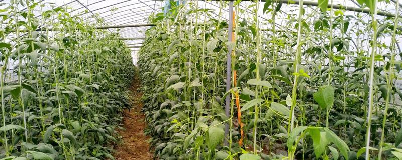 豇豆冬天能种植吗，冬天是能种植的